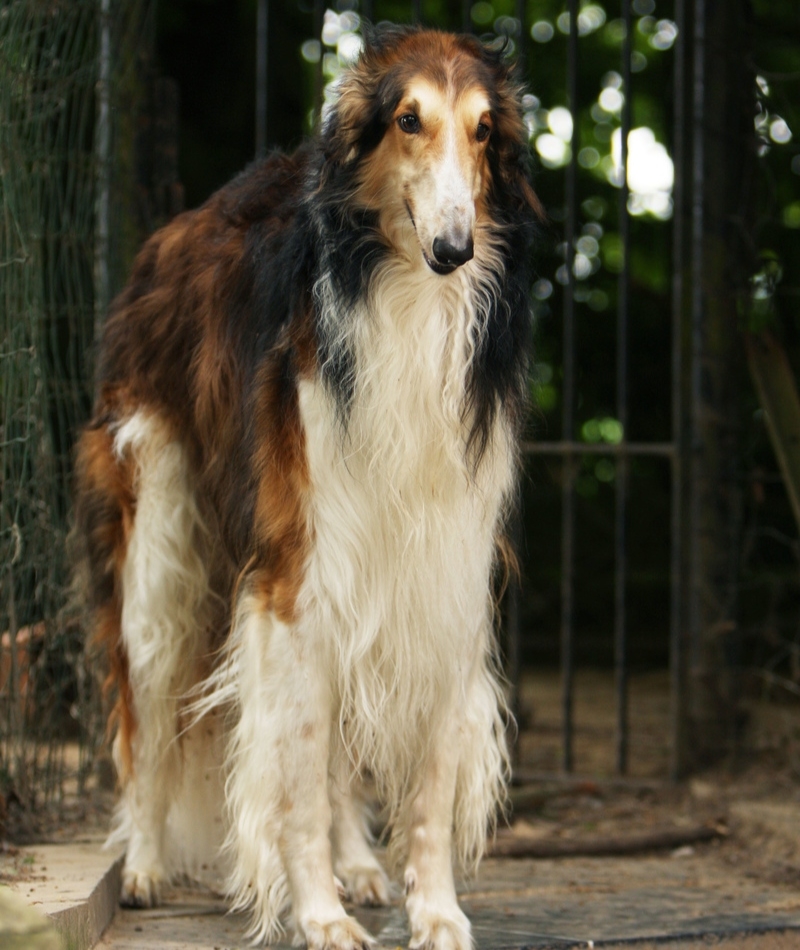 Borzoi (Russian Wolfhound): $5,000 | Alamy Stock Photo by GROSSEMY VANESSA 