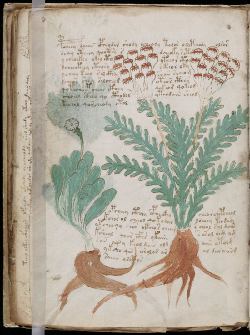 Voynich Manuscript | Alamy Stock Photo