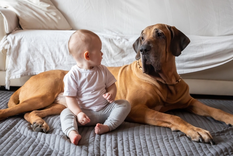 Baby & the Gentle Giant | Alamy Stock Photo