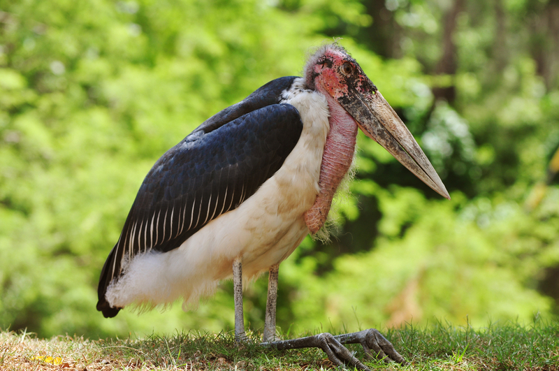Marabou Stork | Shutterstock