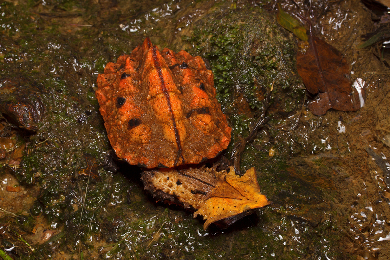 Matamata Turtle | Shutterstock