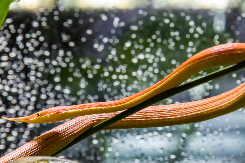 Madagascar Leaf-nosed Snake | Shutterstock