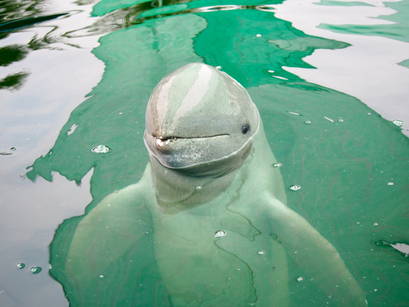 Irrawaddy Dolphin | Shutterstock