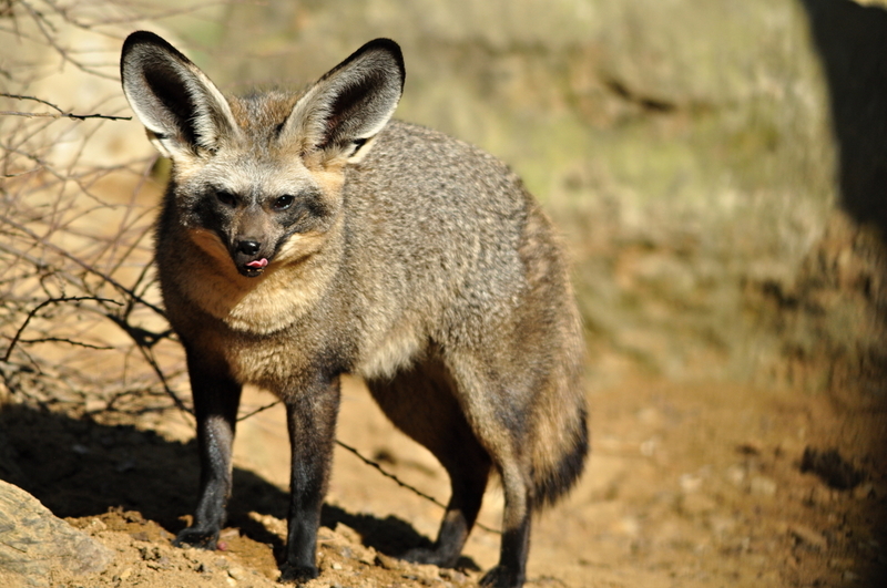 Bat-eared Fox | Shutterstock