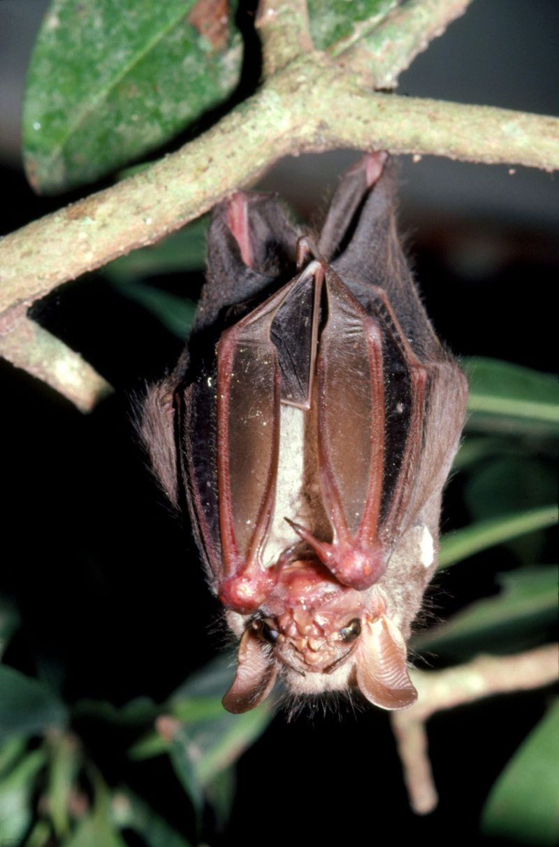 Wrinkle-Faced Bat | Alamy Stock Photo
