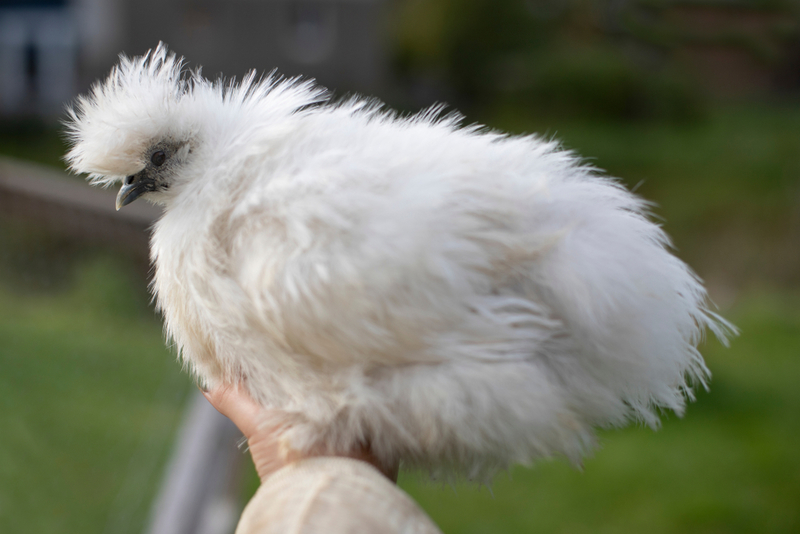 Silkie Chicken | Shutterstock