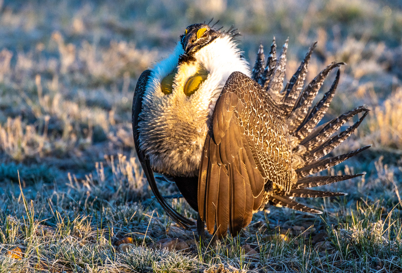 Greater Sage-Grouse | Shutterstock