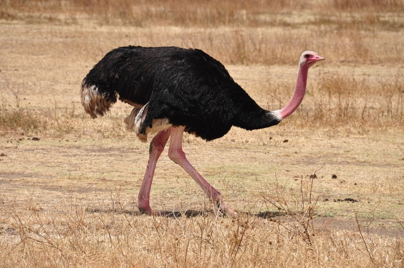 Ostrich | Shutterstock