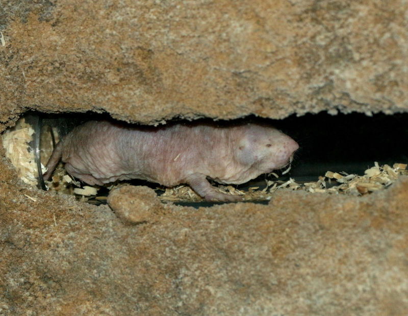 Naked Mole-Rat | Alamy Stock Photo