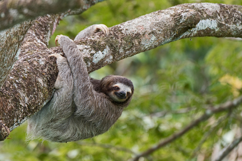 Sloth | Alamy Stock Photo