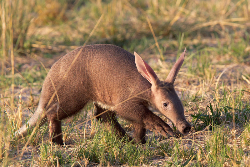Aardvark | Shutterstock