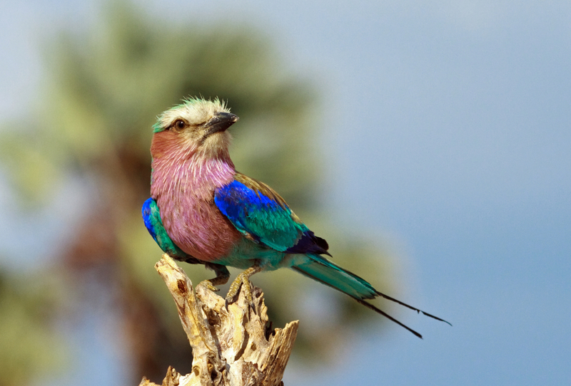 Lilac-Breasted Roller | Shutterstock