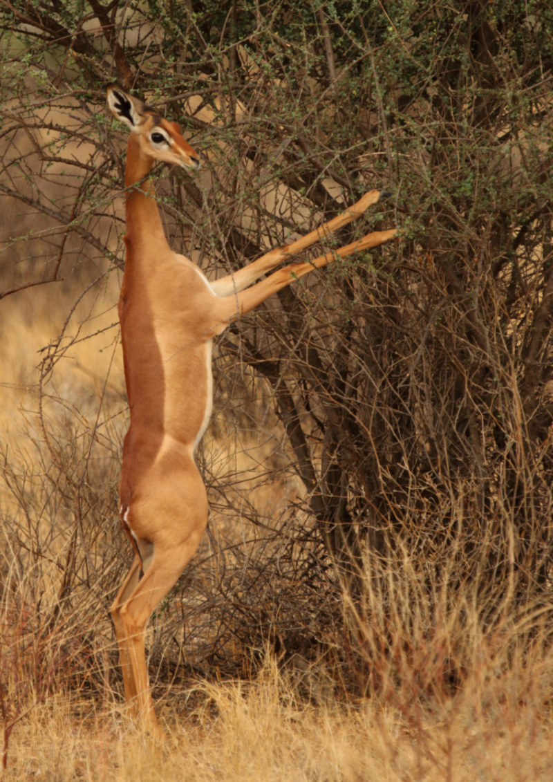 The Gerenuk | Alamy Stock Photo