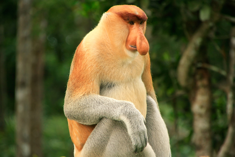 Proboscis Monkey | Shutterstock