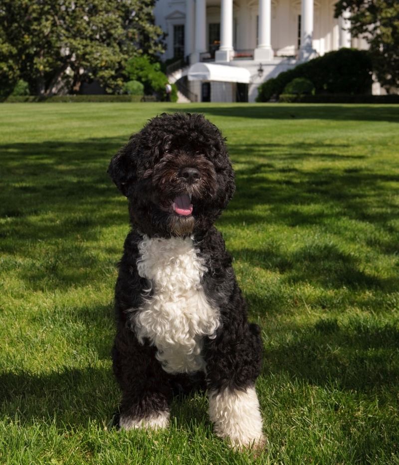 Okay, We Still Miss Bo | Getty Images Photo by Chuck Kennedy/The White House