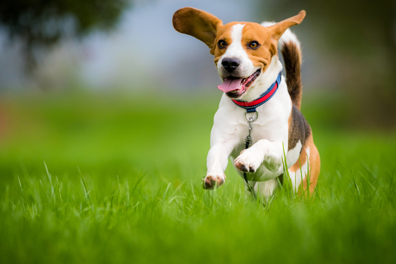 Beagle | Shutterstock Photo by Przemek Iciak