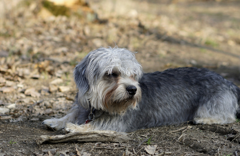 Dandie Dinmont Terrier | Shutterstock Photo by Ladislava Bartosova