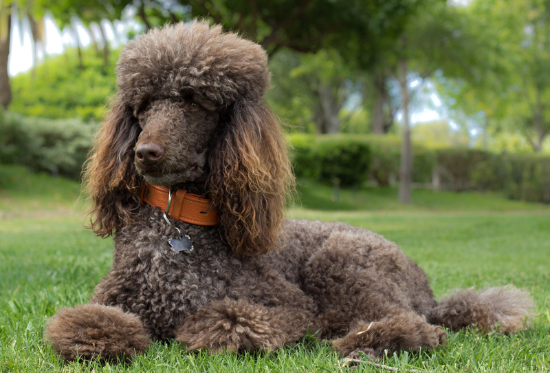 Poodle | Shutterstock Photo by topdigipro