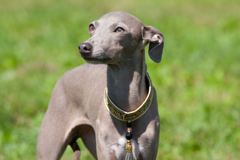 Italian Greyhound | Shutterstock Photo by Lenkadan