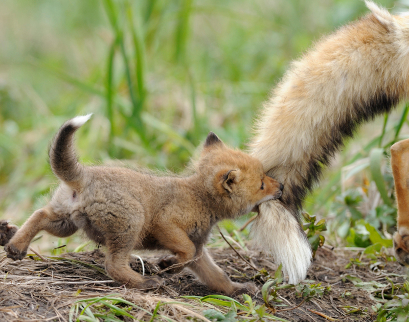 A Tail as Old as Time | Alamy Stock Photo by Igor Shpilenok/Nature Picture Library