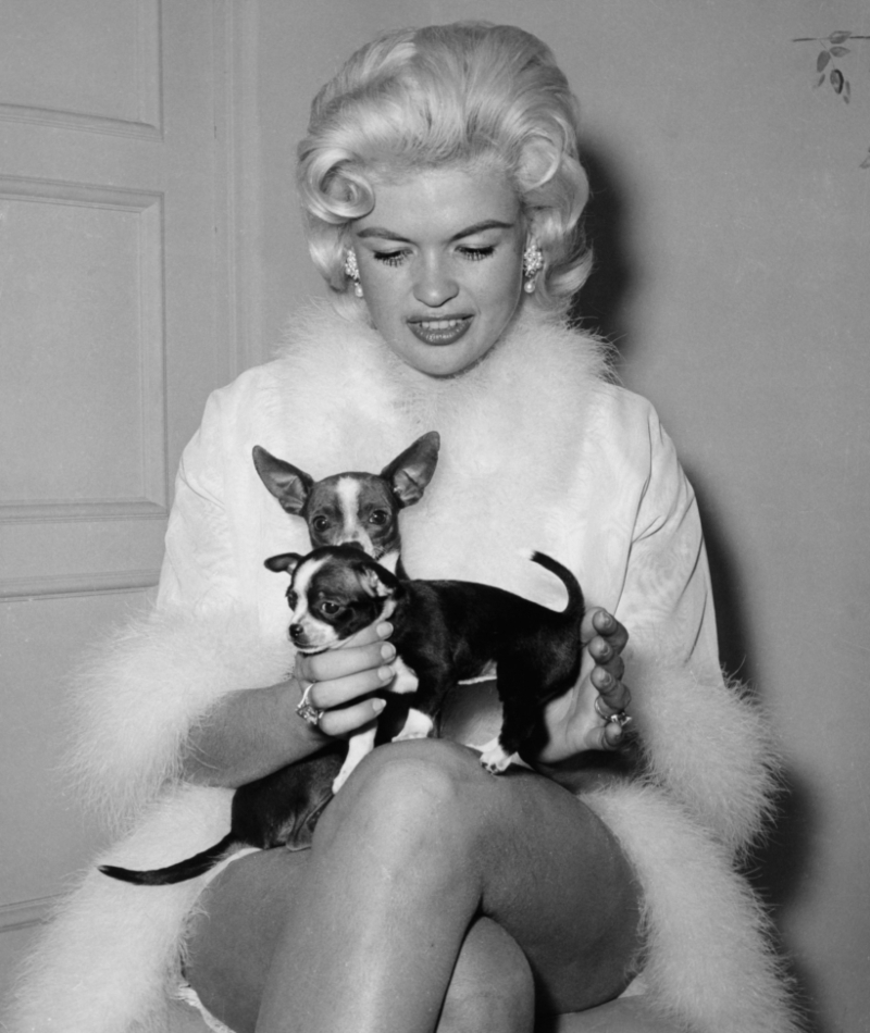 Jayne Mansfield & Her Dogs, 1966 | Alamy Stock Photo by JRC/PictureLux/The Hollywood Archive