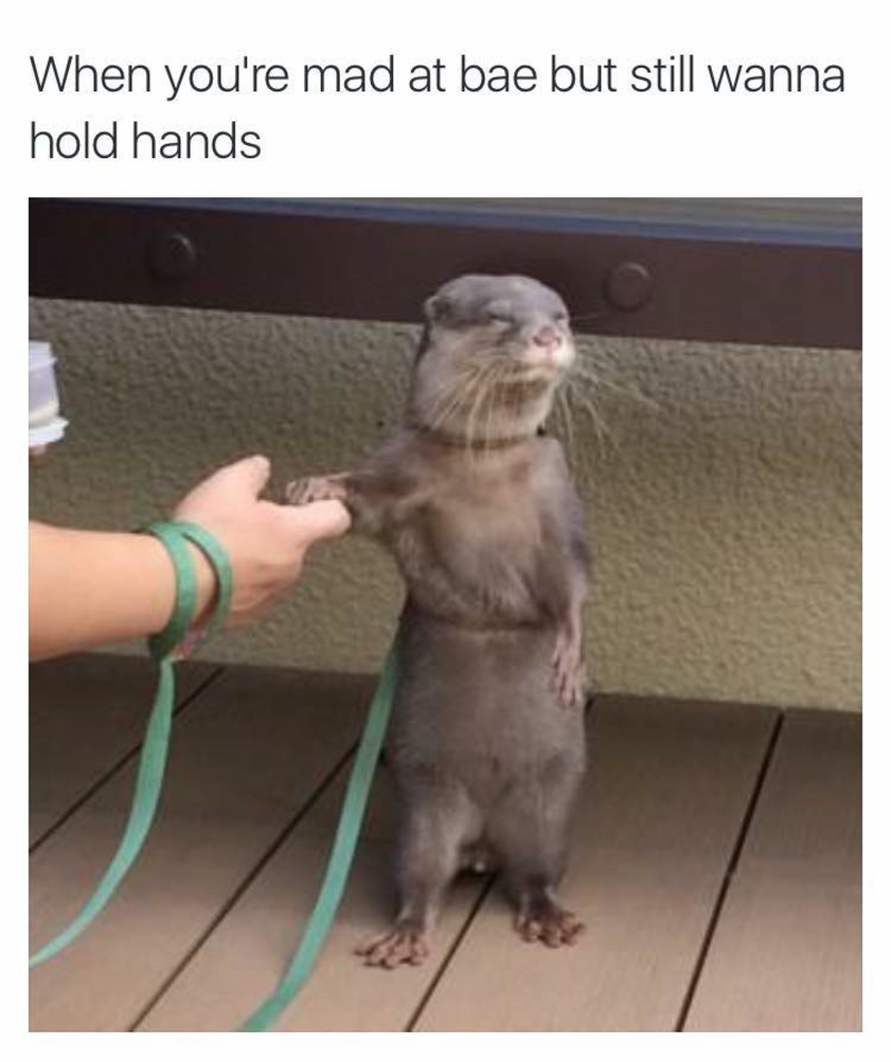 We’re Fighting but also Give Me Attention | Imgur.com/BhYWz