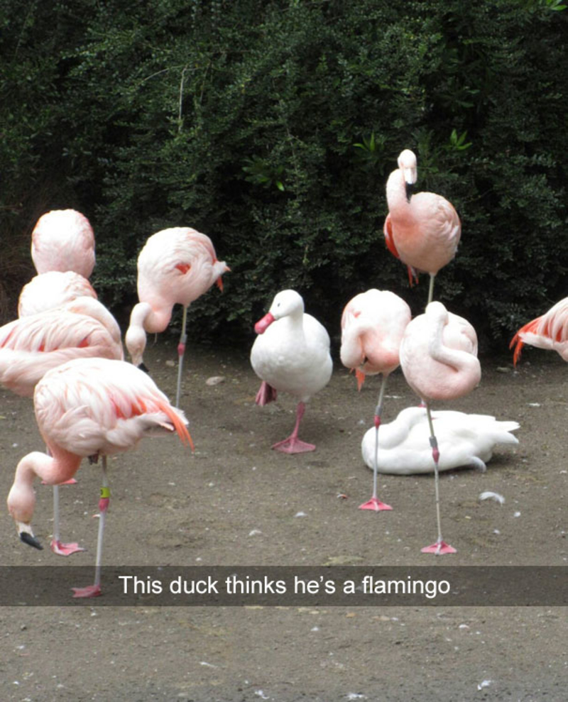 Flamingo or Duck? | Reddit.com/beccapizza