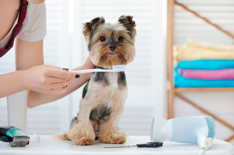 Give Little Furry Friends a Brushing | Shutterstock