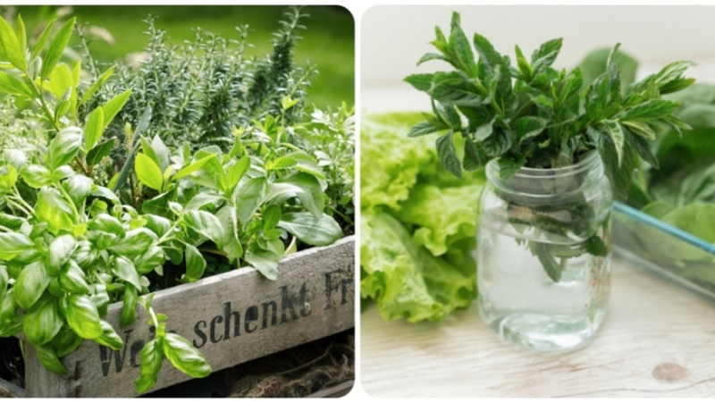 How to Bring Your Herbs Back to Life | Shutterstock