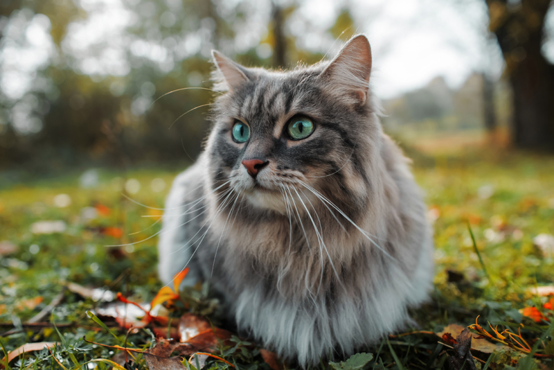 Cat Allergy | Shutterstock