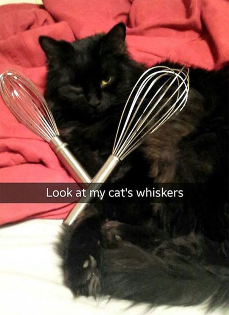 The Cat's Whiskers | Imgur.com/SageePrime