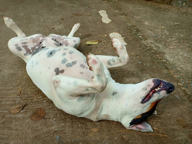 Dead Dog Pose | Shutterstock Photo by KK.ELL
