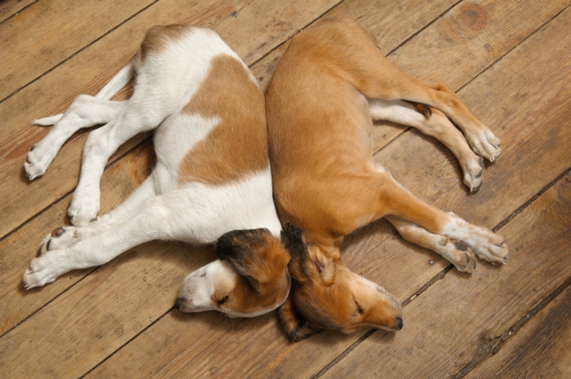 Dogs Sleeping Back to Back | Shutterstock Photo by MAGDALENA SZACHOWSKA