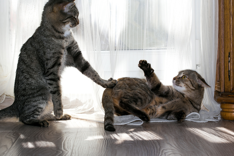 Boss Cats | Shutterstock Photo by Larisa Lo