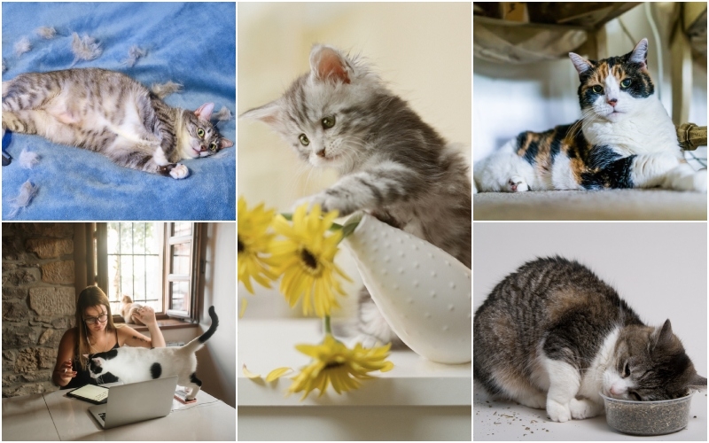 Curious Cat Behaviors Explained | Getty Images Photo by michellegibson & MarioGuti & GK Hart/Vikki Hart & krblokhin & Travis Lawton