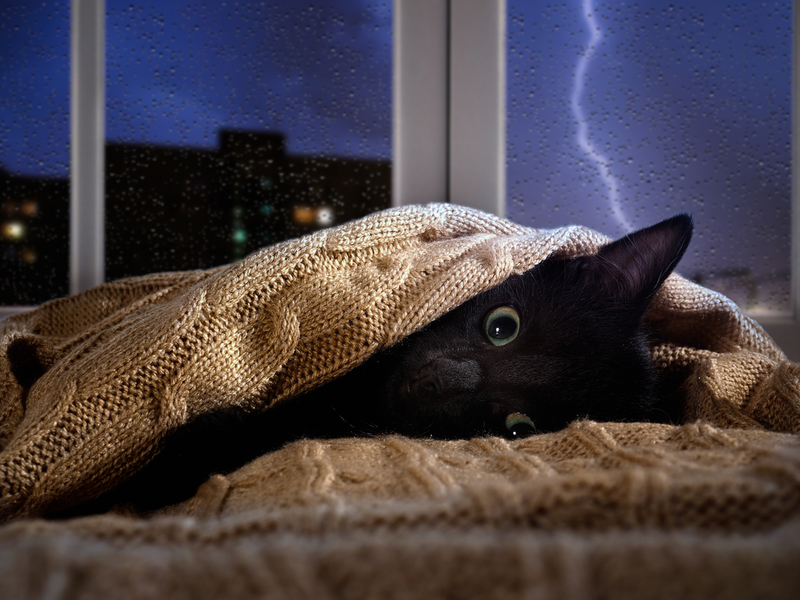 Thunderstorm Terror | Shutterstock Photo by Irina Kozorog