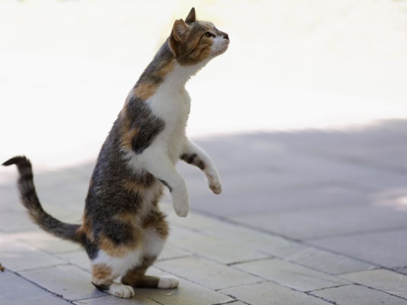 Standing on Hind Legs | Alamy Stock Photo by Authenticimages 