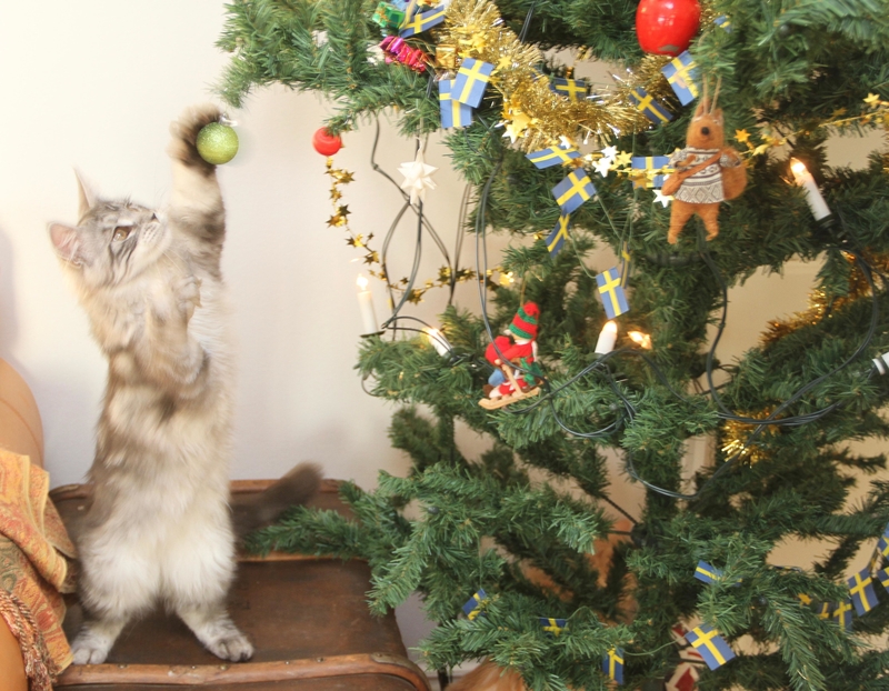 Christmas Cats | Alamy Stock Photo by Magdalena Kvarning