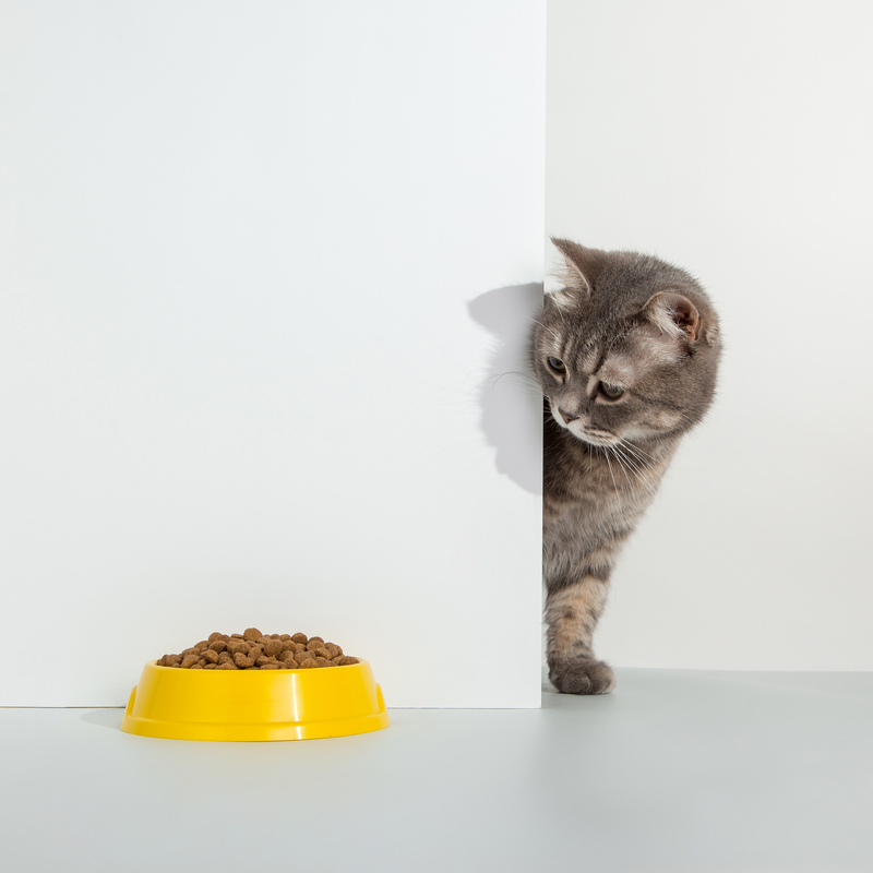 Taking Food Away From the Bowl | Shutterstock Photo by plutmaverick