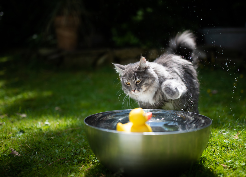 Splish Splash | Shutterstock Photo by Nils Jacobi