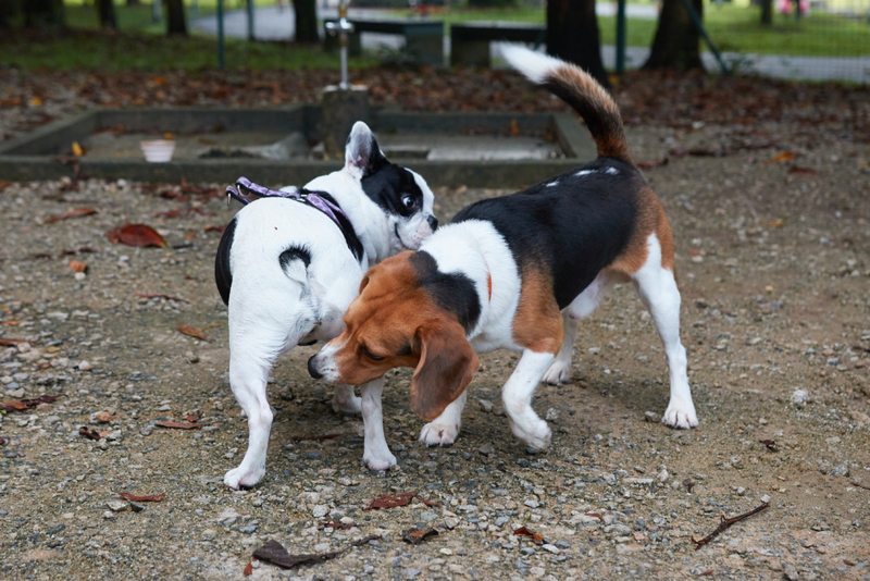 Sniffing Other Dogs' Butts | Shutterstock