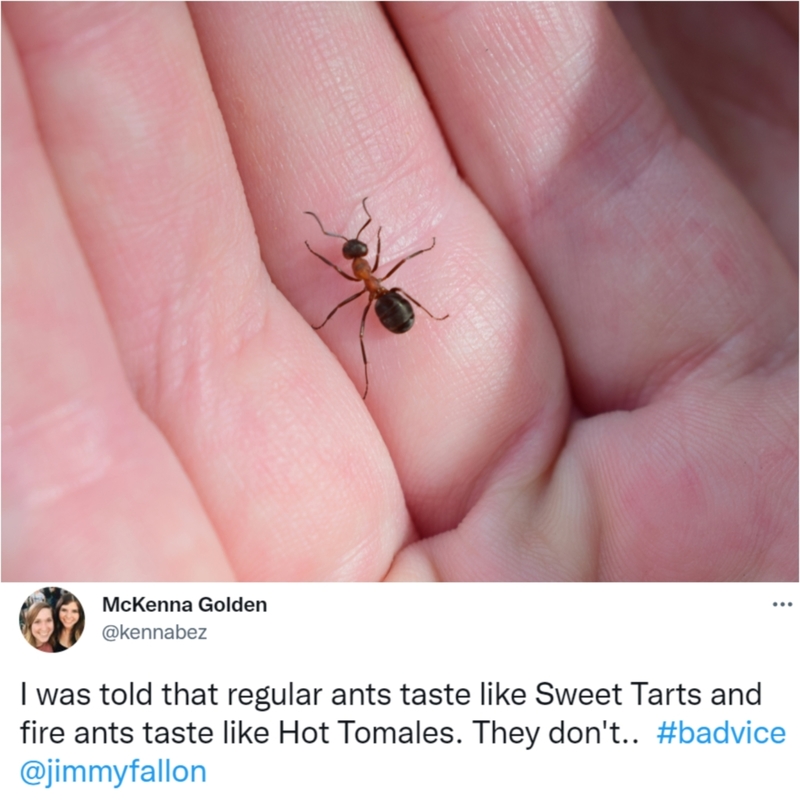 Ant Eater | Shutterstock & Twitter/@kennabez
