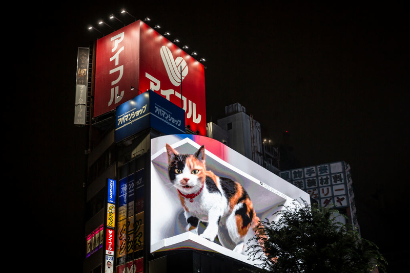 A Furious Feline | Getty Images/ Yuichi Yamazaki 