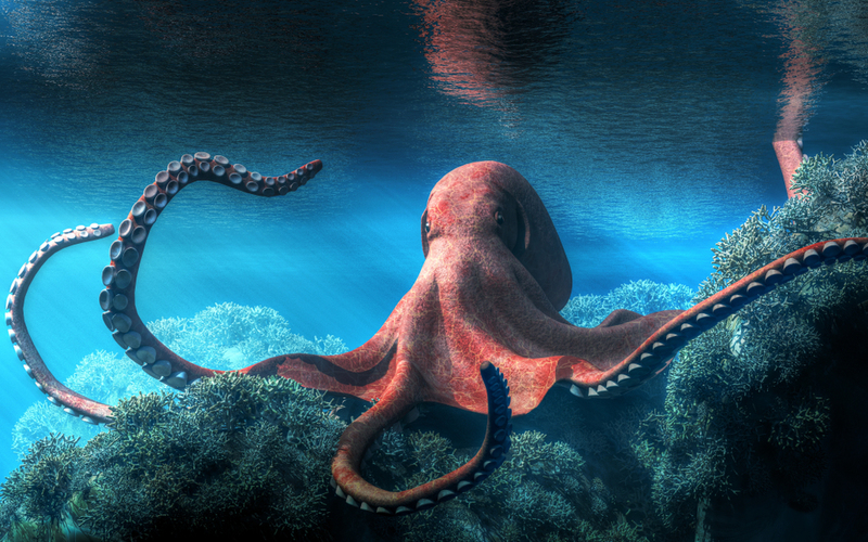 The Missing Octopus Attack | Shutterstock Photo by Daniel Eskridge