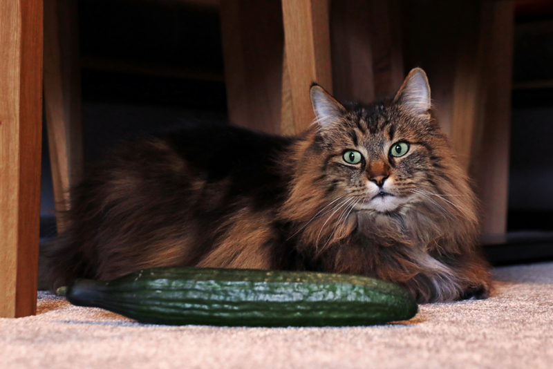 Cucumber Phobia | Getty Images Photo By Astrid860