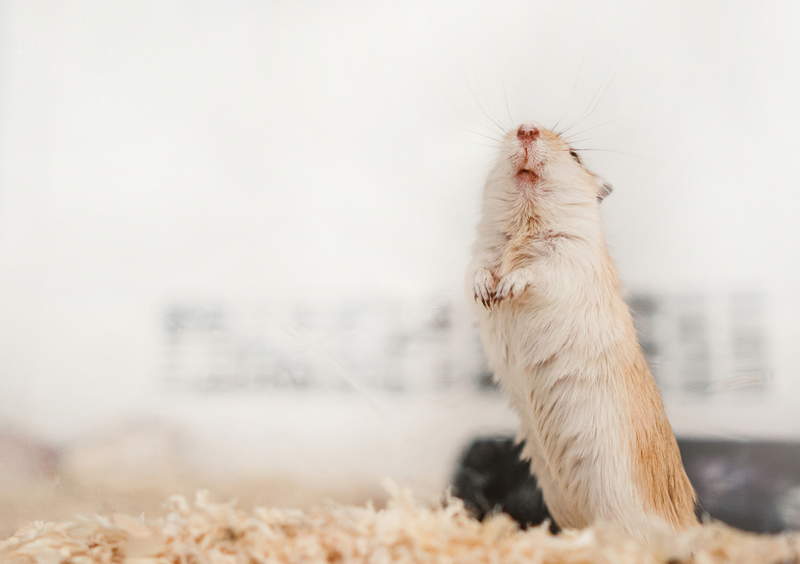 Your Hamster Isn’t Begging | Getty Images photo by Oier Aso Poza