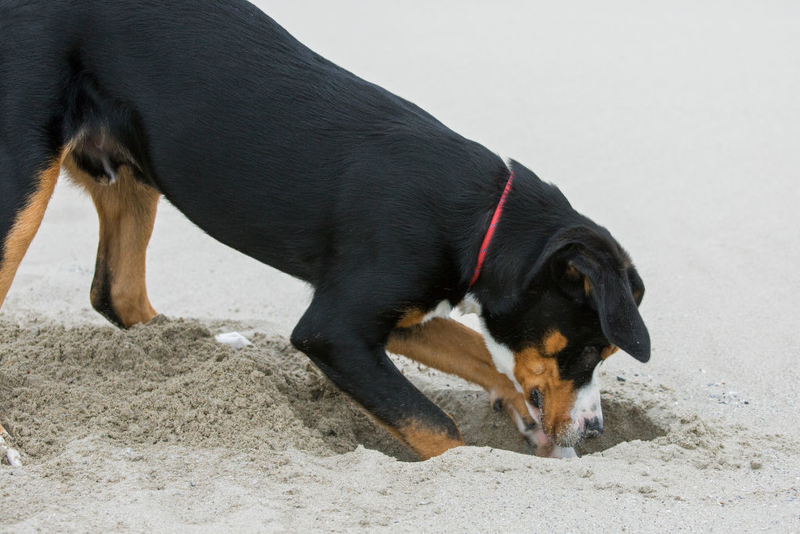 Why Do Dogs Dig up the Yard? | Getty Images Photo by Arterra