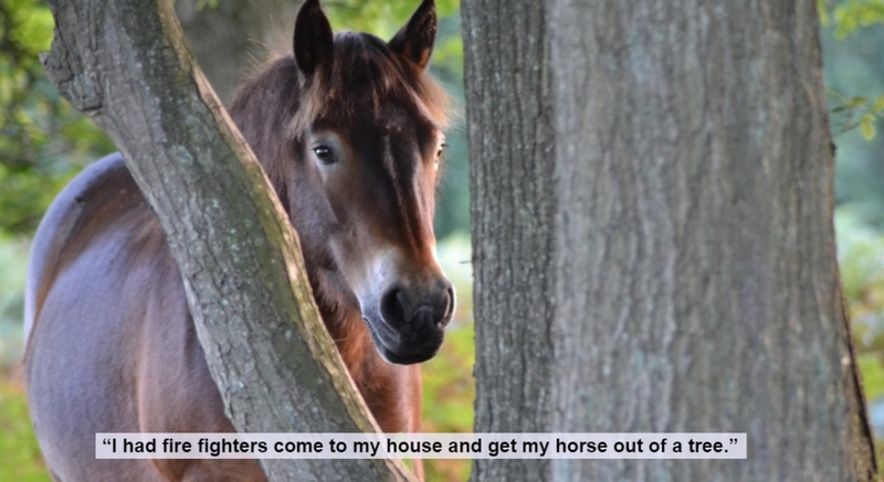 Do Horses Get Embarrassed? | Alamy Stock Photo