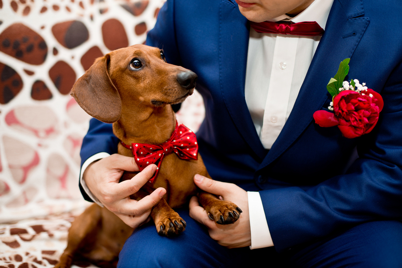 Dogs in the Wedding Party | Shutterstock
