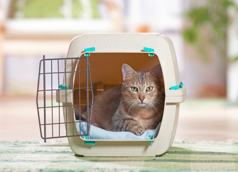 Leave the Cat Carrier Out | Alamy Stock Photo by Juniors Bildarchiv gmbH/F314